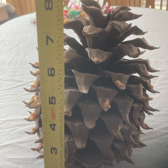 2 huge 8” & 7 1/2” Tall Rare Vintage California pine cones - Picture 6 of 7